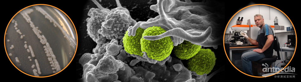 (None)_Staphylococcus_banner.png