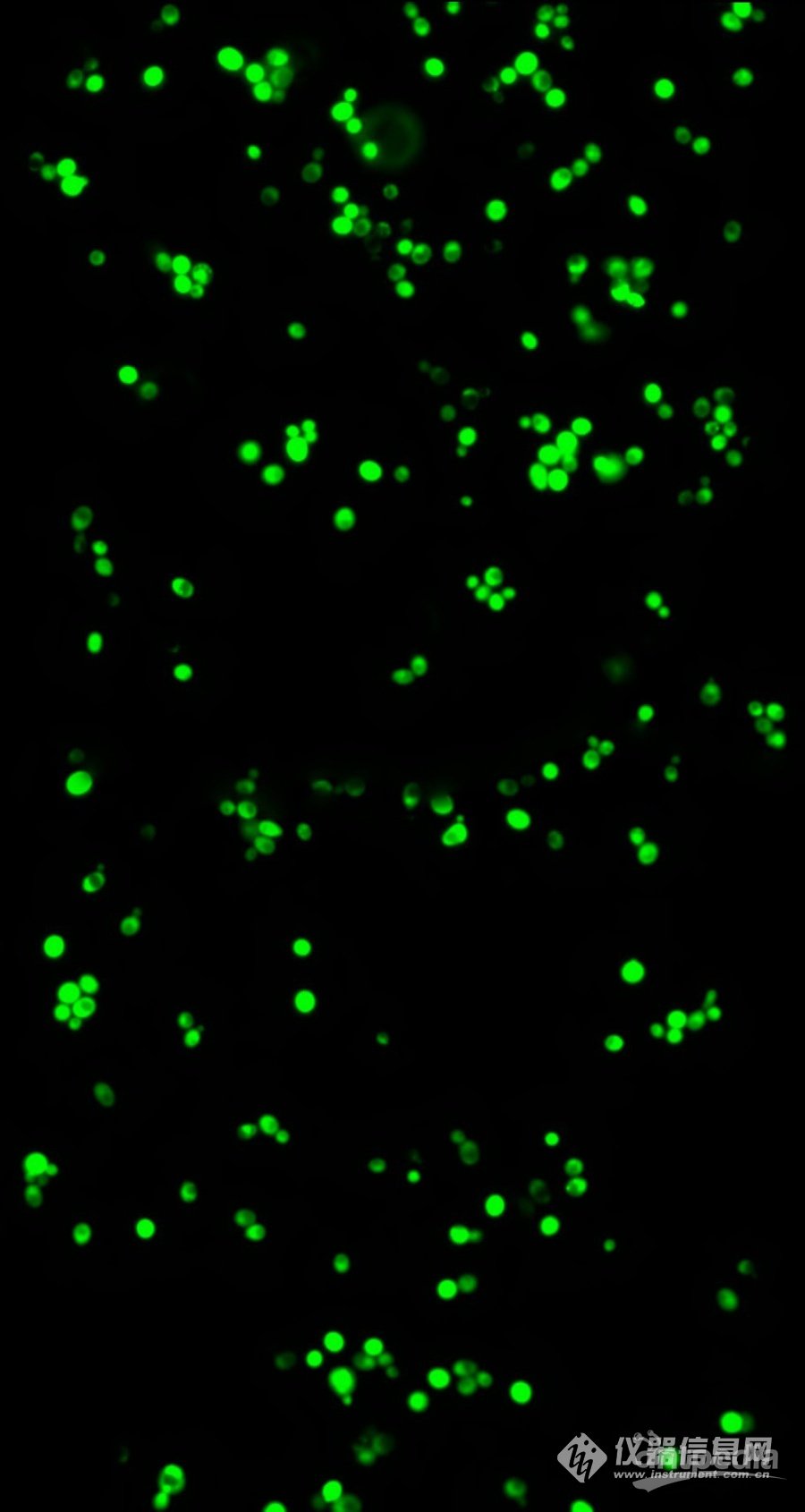 酵母菌荧光图.jpg