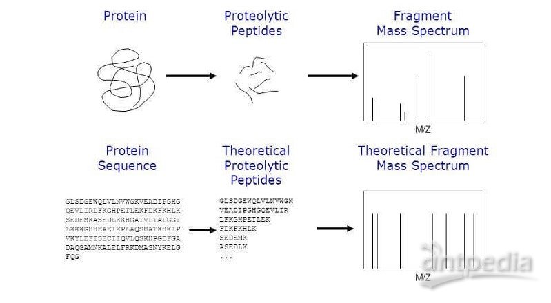 百泰派克生物科技提供基于MALDI-TOF对蛋白质(多肽) 理论氨基酸序列进行分析的的技术服务。