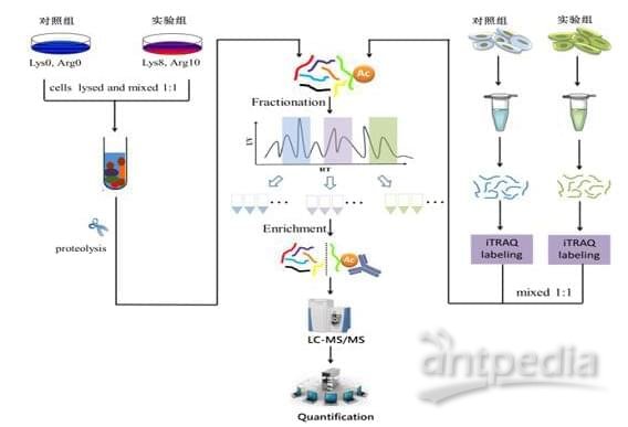 蛋白质乙酰化组学的技术流程