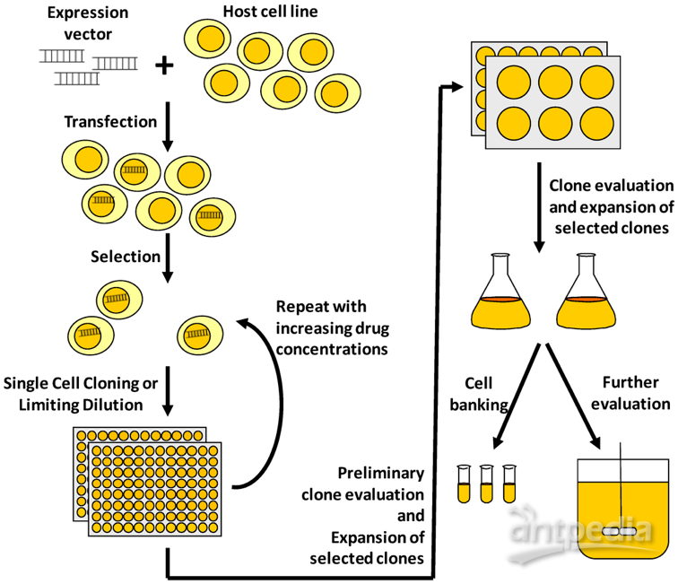 酵母表达系统技术路线示意图