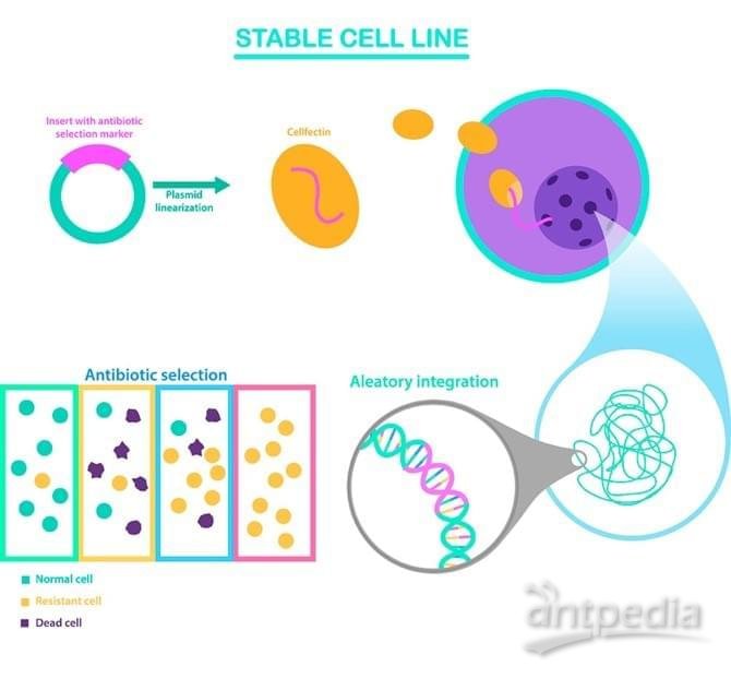 稳定细胞系构建流程示意图