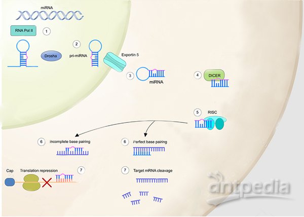  RNA干扰（RNAi）
