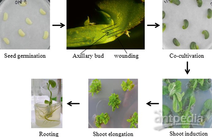农杆菌介导的大豆子叶节转化法