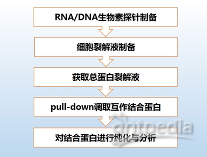RNA/DNA Pull down工作原理