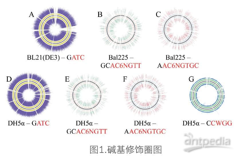 微生物基因组测序案例：大肠杆菌基因组de novo测序-欧易生物