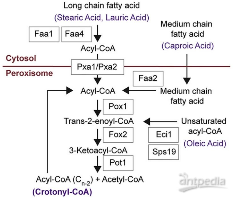 Mol Cell：新研究揭示组蛋白巴豆酰化/乙酰化修饰拮抗调控代谢稳态与基因表达 