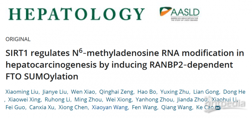 中南大学湘雅三医院曹科团队乙酰化修饰揭示SIRT1调控RNA m6A促进肝细胞癌发生 