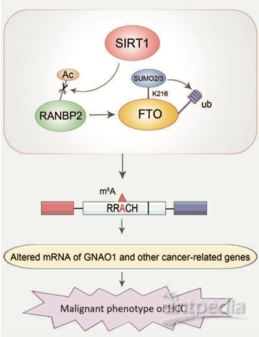 中南大学湘雅三医院曹科团队乙酰化修饰揭示SIRT1调控RNA m6A促进肝细胞癌发生 