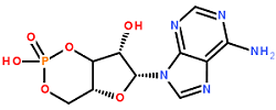 环磷酸腺苷分子结构式