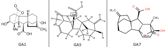 赤霉素(GA1, GA5, GA7)分子结构式