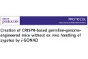 Nature Protocol：i-GONAD技术简介 CUY21EDITⅡ电转仪原位递送RNPs至受精卵制备CRISPR基因编辑工程小鼠