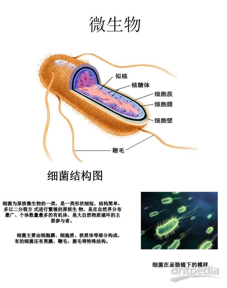 细菌结构.jpg