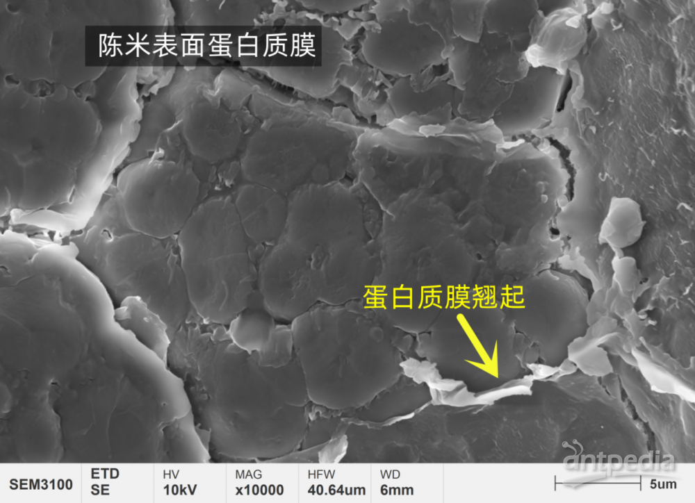 图3 陈米表面蛋白质膜.png