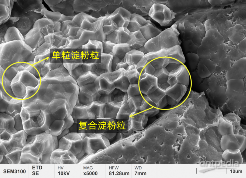 图4 新米胚乳淀粉颗粒显微结构.png