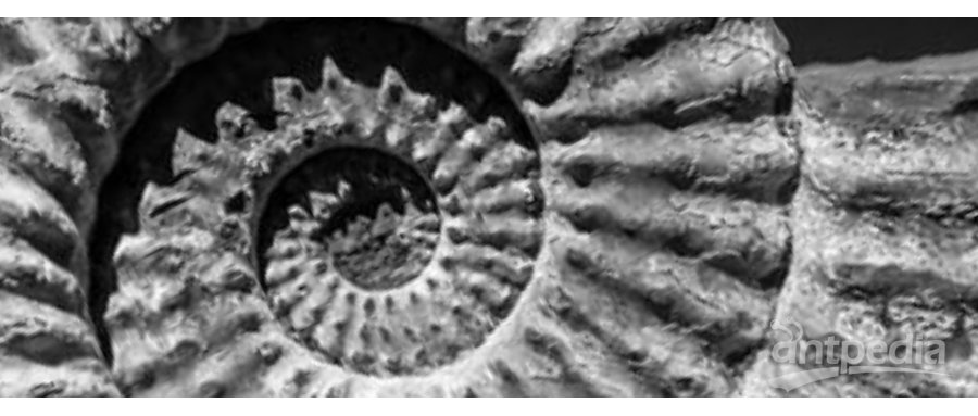 V1 Ammonite_close-up_gen.jpg