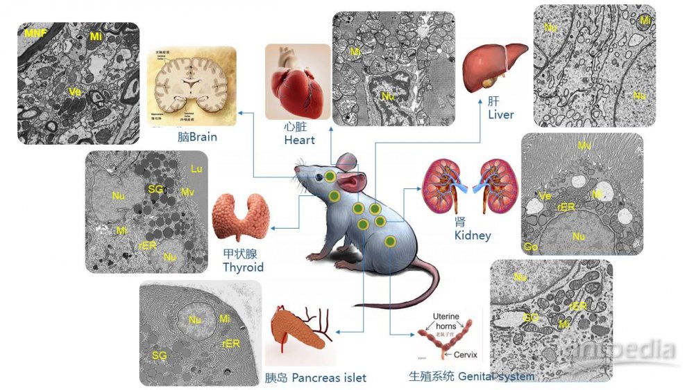 器官展示样品制备03在扫描电镜下观察小鼠肾脏,肝脏等细胞的微观结构