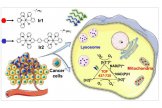 单细胞ICP-MS研究新型光催化抗癌药物双核铱化合物