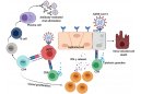 新冠肺炎中的T细胞免疫