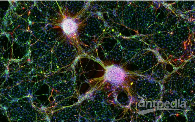 人 iPS 细胞衍生的神经细胞.png