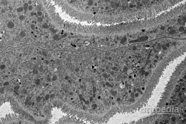果蝇胃盲囊和线粒体的概览图，图中可见轮廓清晰的嵴和周围保存完好的细胞膜。显微照片由Syed博士（NIH/NIDCR）和Bleck博士（NIH/NIDCR）提供