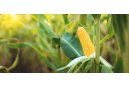 玉米生物领域的氮/蛋白质测定解决方案 | 德国元素Elementar